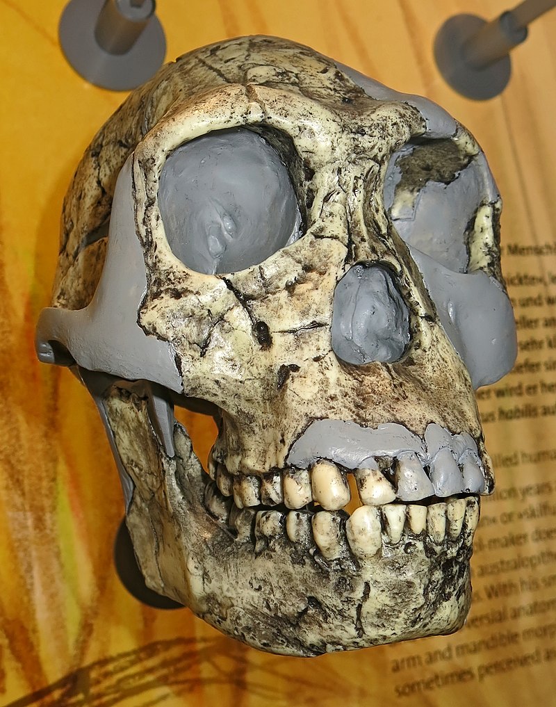Skull of Homo Habilis, with reconstruction