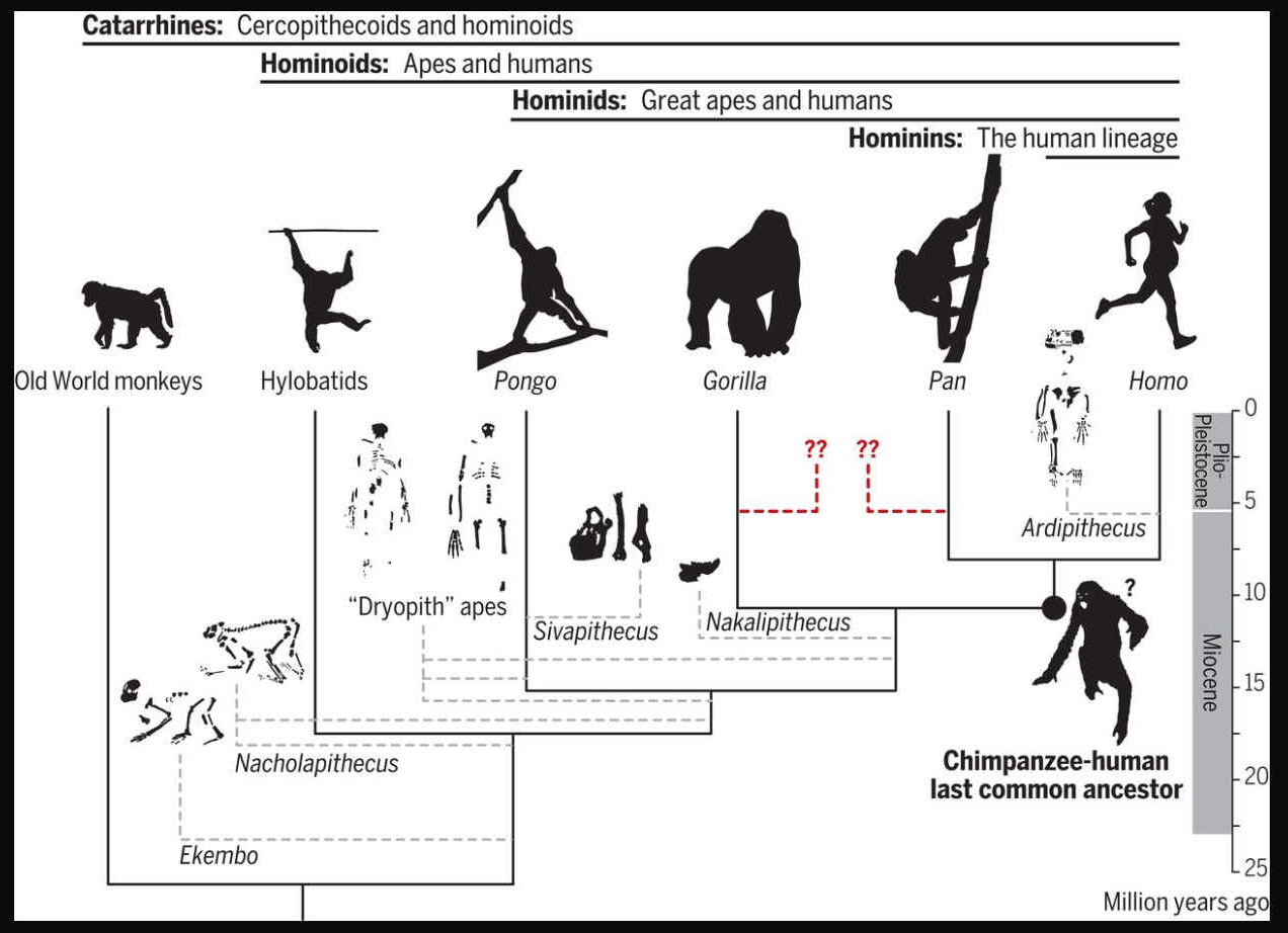 Family tree monkeys and great apes